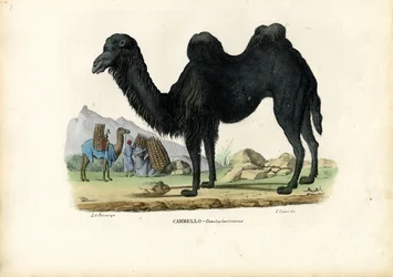 Chameau de Bactriane, 1863-79